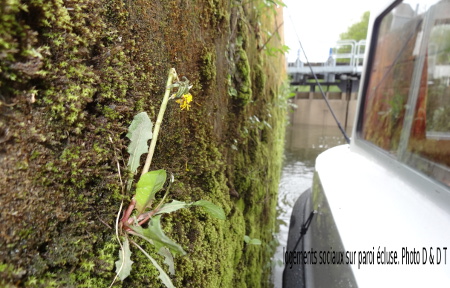 lichens